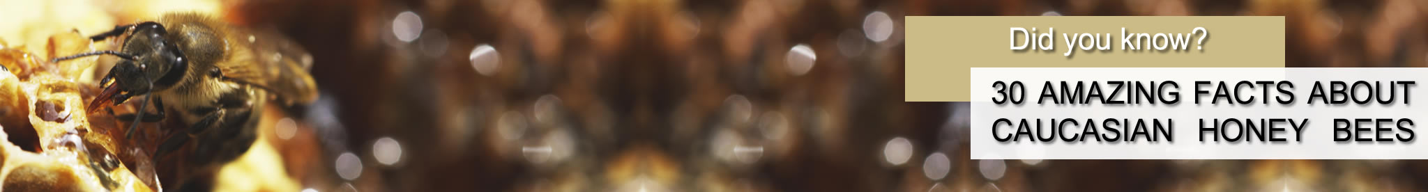 30 AMAZING FACTS ABOUT CAUCASIAN HONEY BEES
