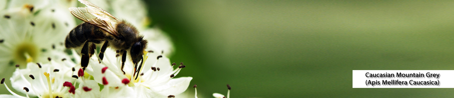 Caucasian Mountain Grey Bees