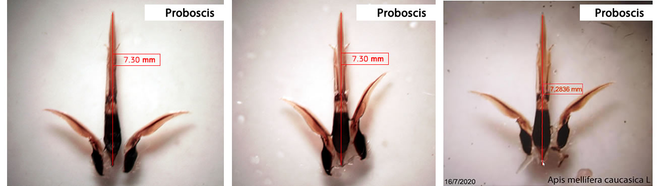 Caucasian bee proboscis length 7,3mm