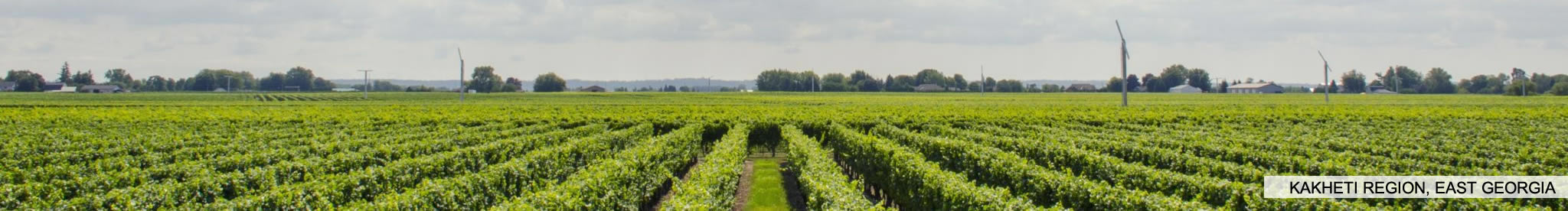 Vineyard
