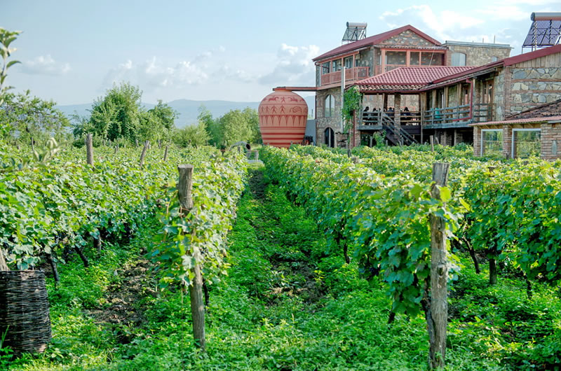 Wine garden